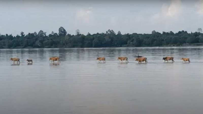 Video Heboh, Deretan Sapi Bisa Berjalan di Atas Sungai Kapuas, Ini Penjelasannya...