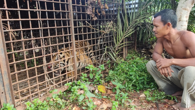 Harimau yang Resahkan Masyarakat Desa Nalo Gedang Merangin Masuk Perangkap
