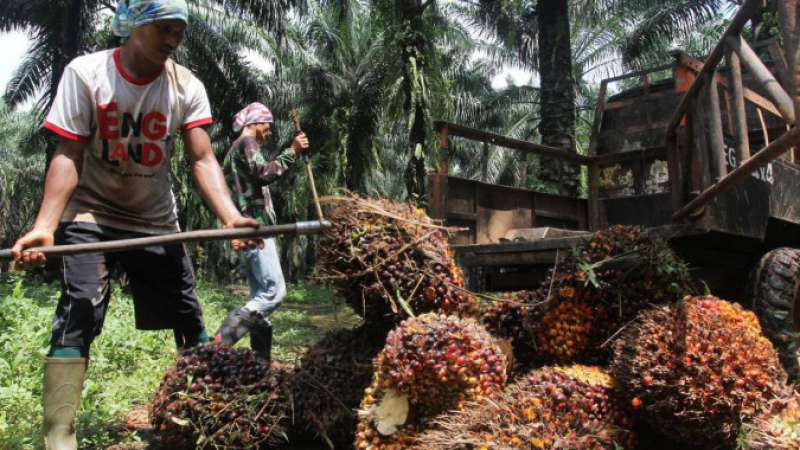 Larangan Ekspor Minyak Goreng Oleh Jokowi Mulai Berdampak, Harga Minyak Goreng Dunia Langsung Melambung Tinggi
