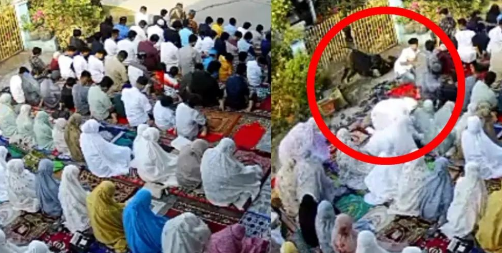 Video Viral Sapi Terobos Jamaah Sholat Idul Adha Saat Rakaat Terakhir
