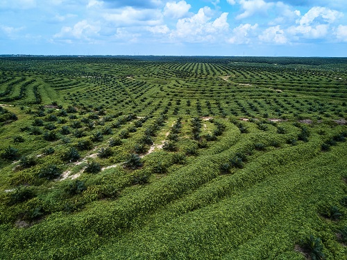 Peremajaan Sawit Rakyat Pola Kemitraan Efektif Tingkatkan Produktivitas