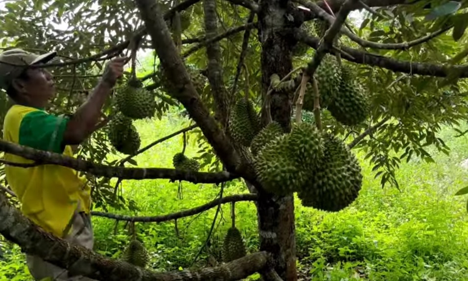 Ini Daerah Pemilik 30 Ribu Pohon Durian di Provinsi Jambi, Bukan Bungo Apalagi Selat