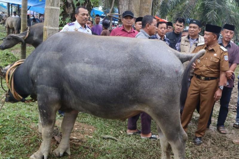 Festival Memantai Adat Merangin Sembelih 60 Kerbau Sambut Puasa