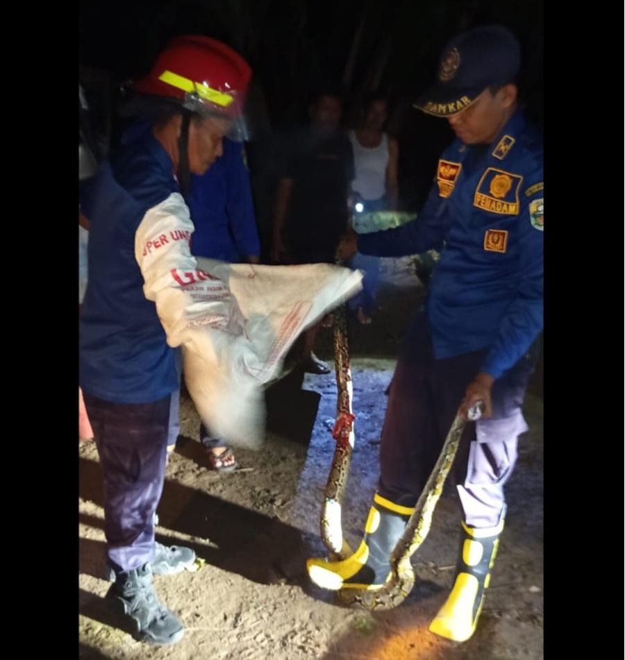 Petugas Damkartan Evakuasi Ular Piton di Rumah Warga di Muaro Jambi