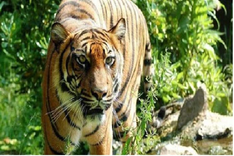  Mau Panen Sawit, Warga Siak Melihat Harimau Sumatera Lagi Baring di Tengah Jalan