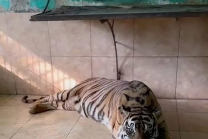 BKSDA Harimau Sumatera koleksi Taman Rimba Jambi Mati