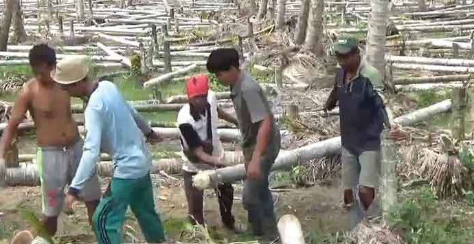 Lelah Harga Pinang Anjlok Terus, Petani Tebang Ratusan Batang Pinang