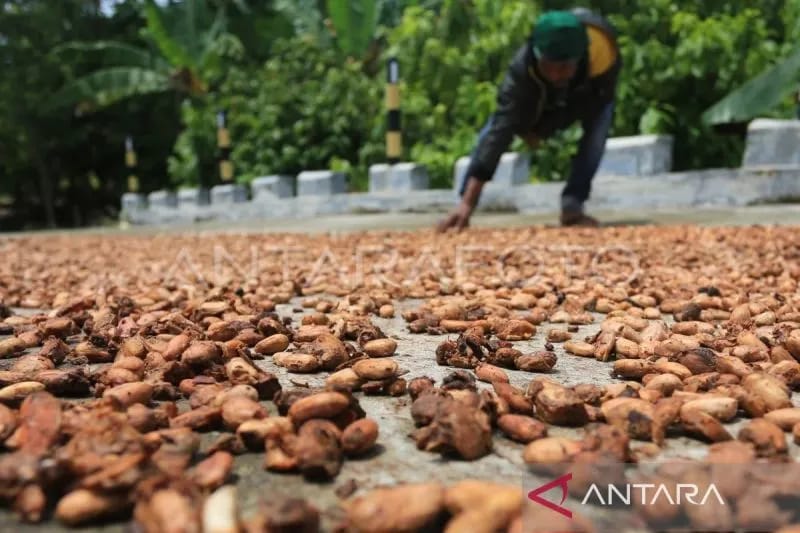 Kemendag Catat Harga Biji Kakao Meningkat Periode Februari 2025