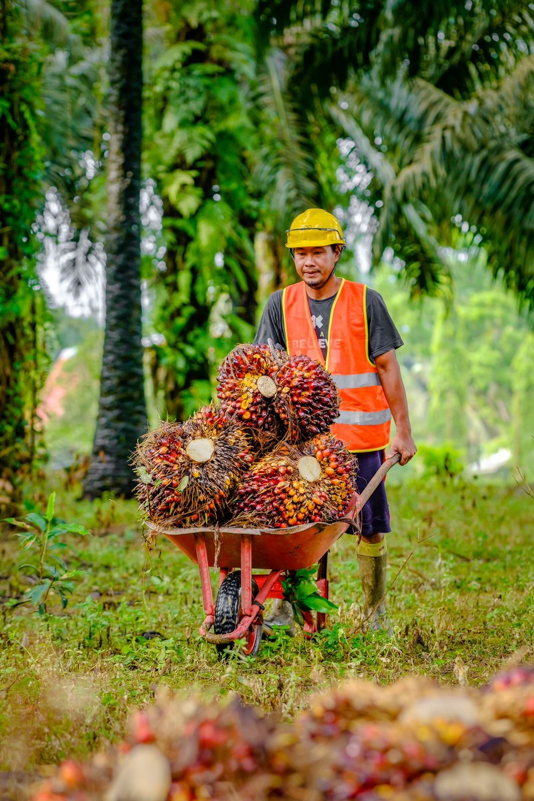 Harga TBS Kelapa Sawit di Kalbar Ambles Rp 119,47 Per Kilogram, Berikut Daftar Harganya