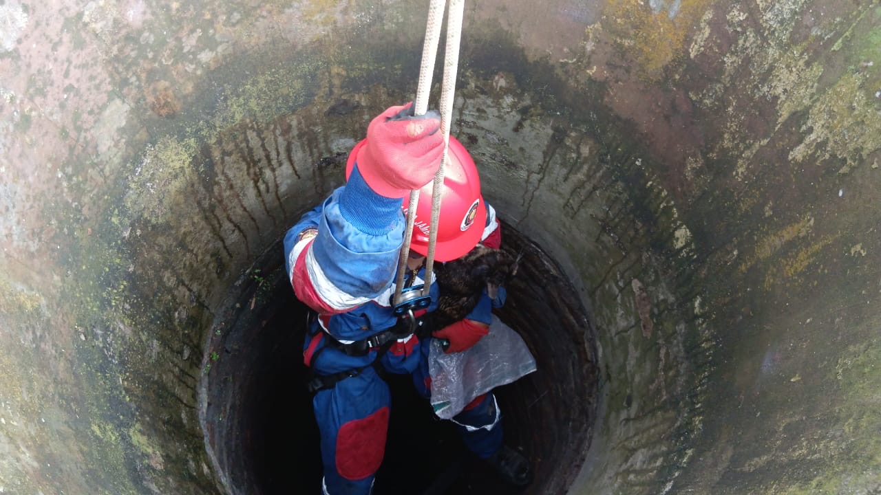 Petugas Damkar Turun ke Sumur 12 Meter, Selamatkan Kucing yang Terjebak