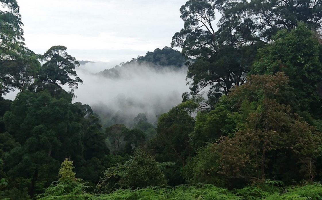 Demi Jalan Tol Jambi-Rengat Hutan Riau Seluas 736 Hektar Ditebas!