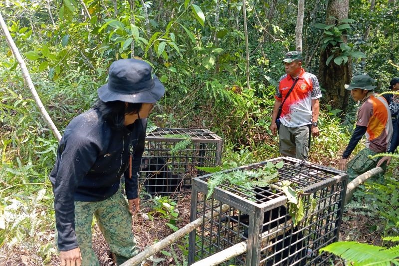 Dua Beruang Madu Dilepasliarkan BKSDA Jambi di Hutan Harapan