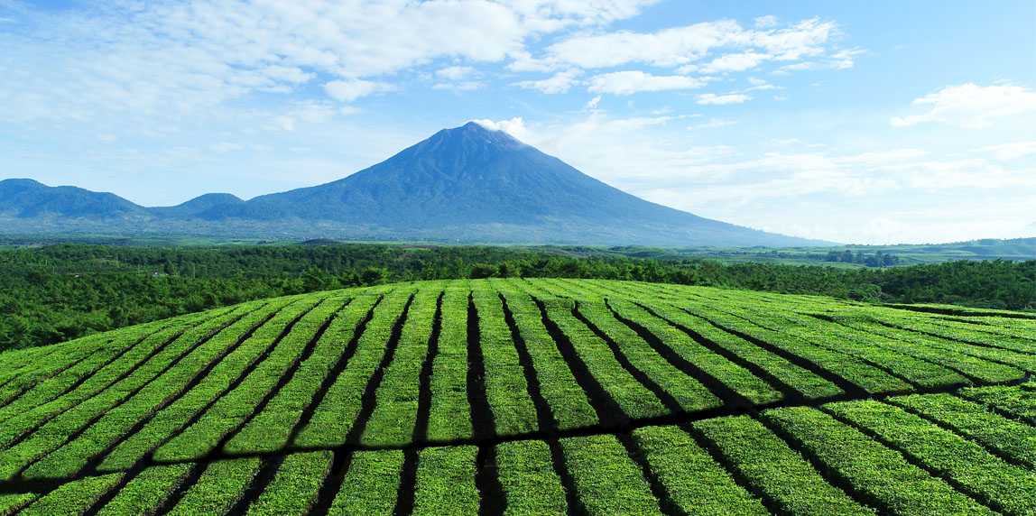 Jika Terjadi ‘Apa-apa’ dengan Gunung Kerinci, Segini Luas Kebun Teh Warisan Belanda yang Ikut Terdampak