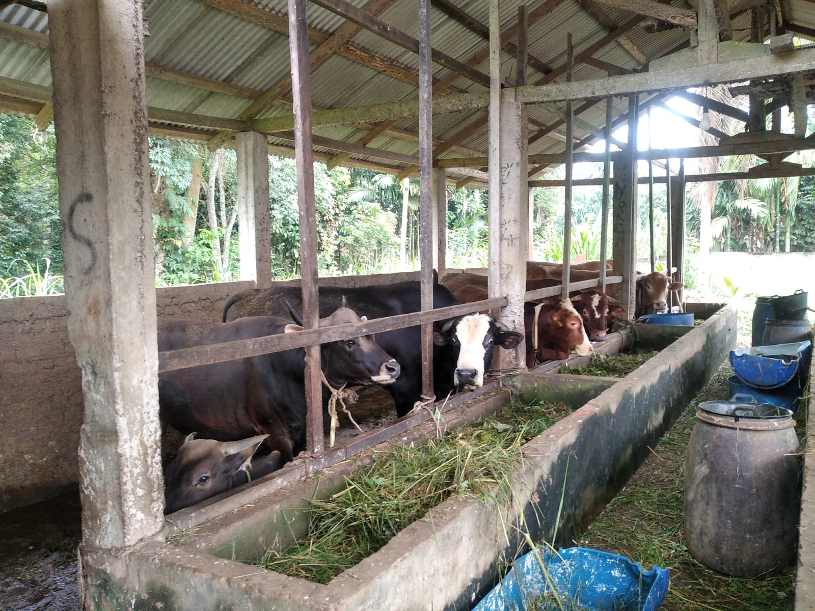 Peternak Sapi di Tanjabtim Keluhkan Sulit Menjual Ternak Sapi ke Luar