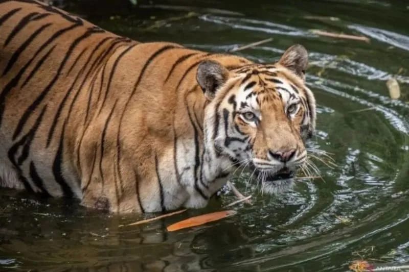 Margasatwa Ragunan Antisipasi Pohon Tumbang Saat Natal dan Tahun Baru 