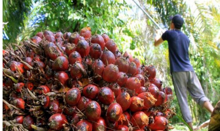 Faktor Kerusakan Jalan, Harga Buah Sawit Turun Naik Bervariasi dari Rp. 1.800 - 2.000 Per Kg