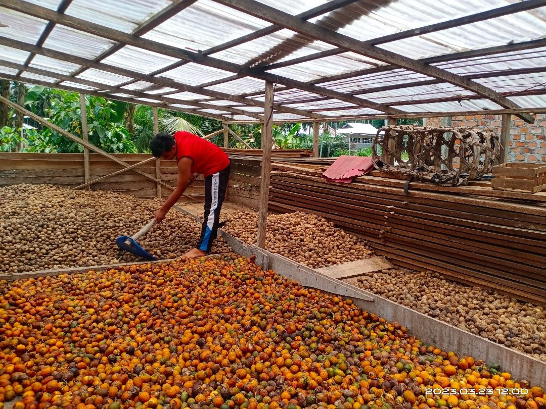 Petani Pinang Makin Menjerit, Harga Pinang di Tanjabtim Masih Anjlok