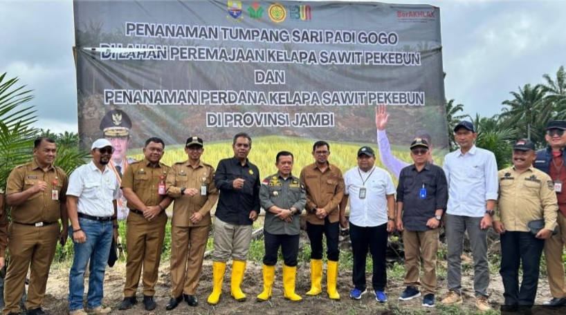 PTPN IV Regional 4 Jambi Tanam Padi Gogo Tumpang Sari Kelapa Sawit di Lahan PSR