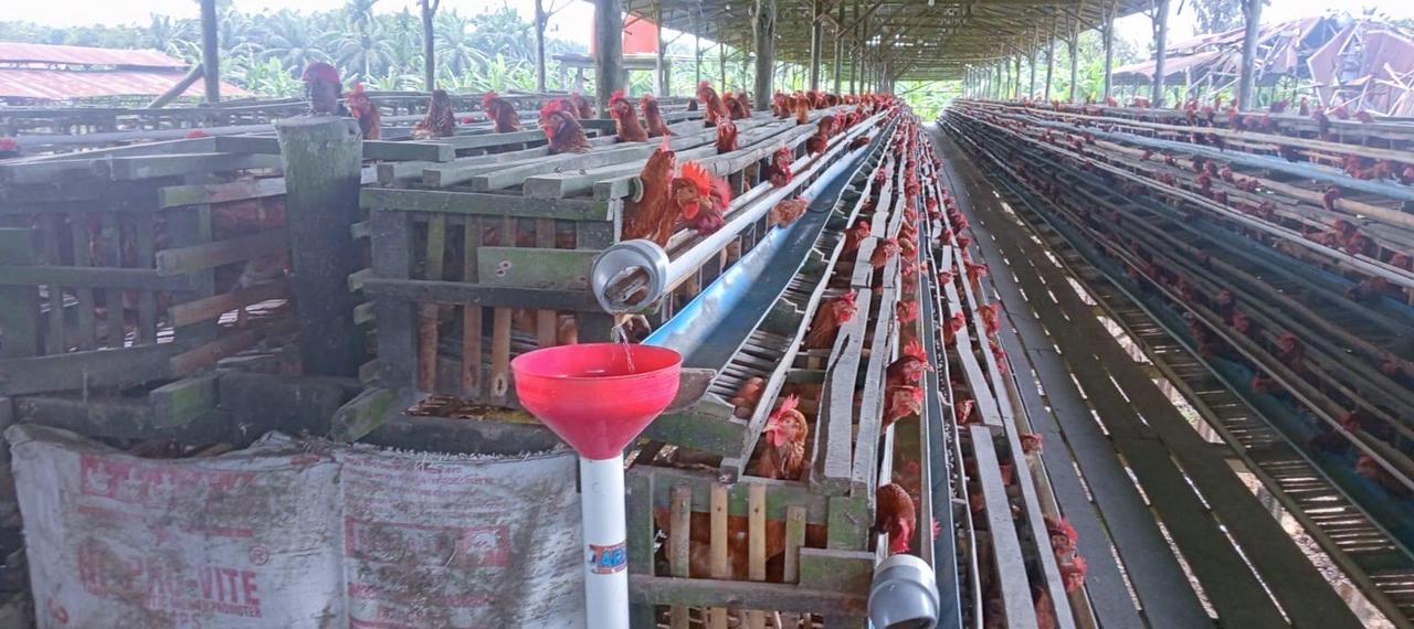 Peternak Telur di Tanjabtim Belum Mampu Penuhi Permintaan Pasar