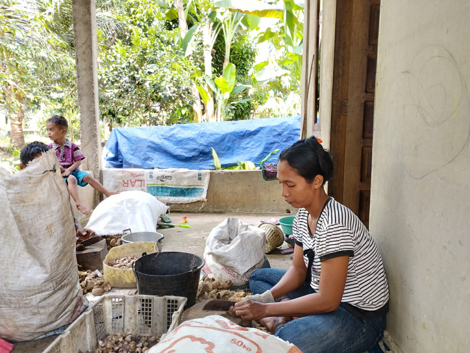 Harga Pinang di Tanjabtim Makin Anjlok, Pengupas Sepi Job