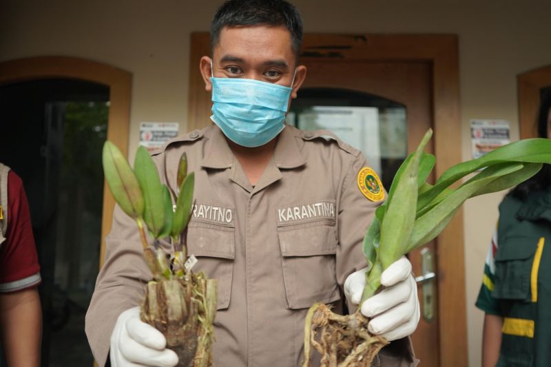 Balai Karantina Jambi Tahan Bibit Anggrek Tanpa Dokumen