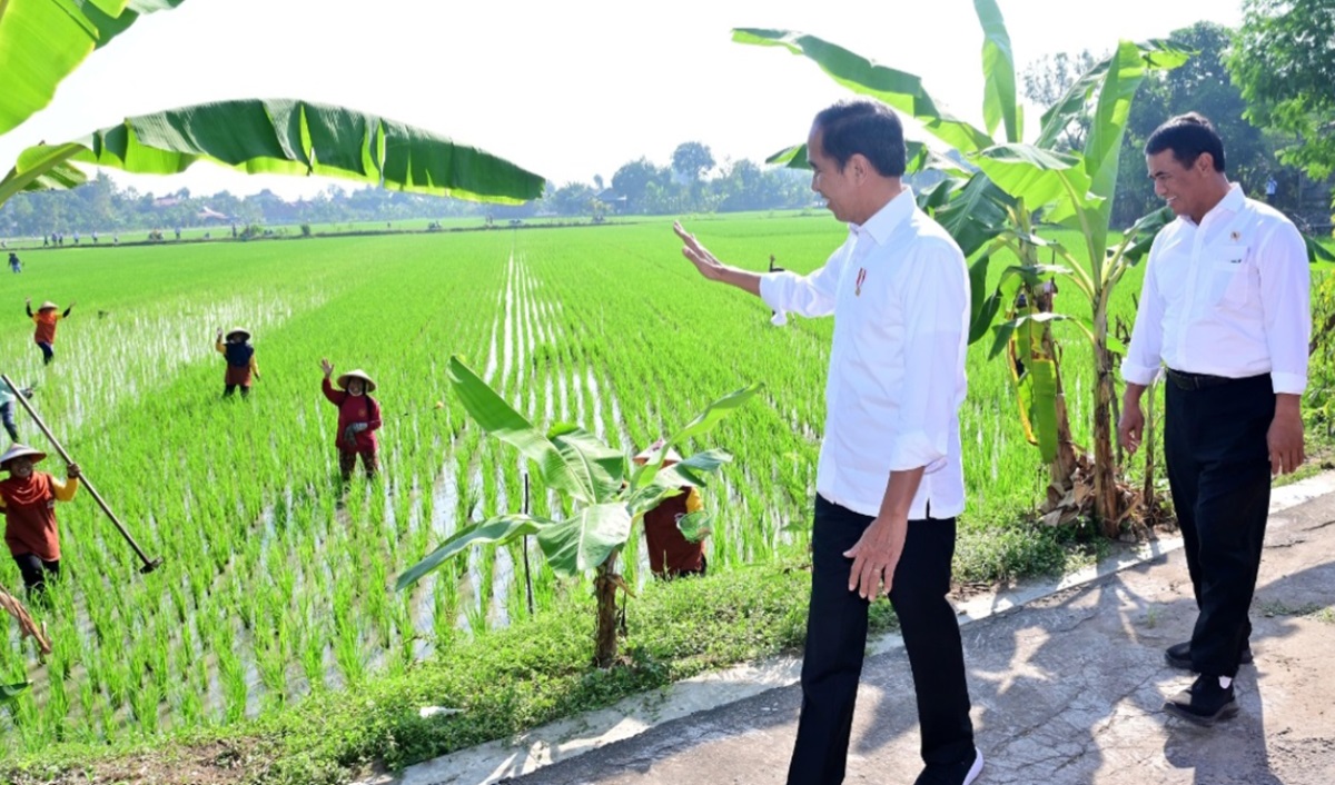 Bukan Melihat Kalender, Petani Jawa Zaman Dulu Menentukan Jadwal Tanam Padi Cara Genggam Pasir 