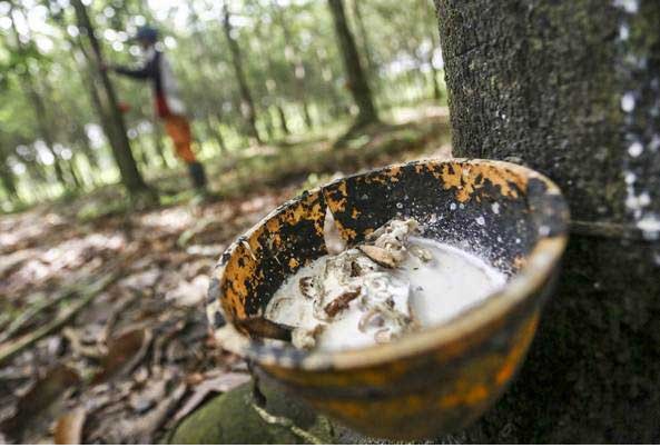 Awal Tahun Harga Karet di Bungo Anjlok, Petani Merana