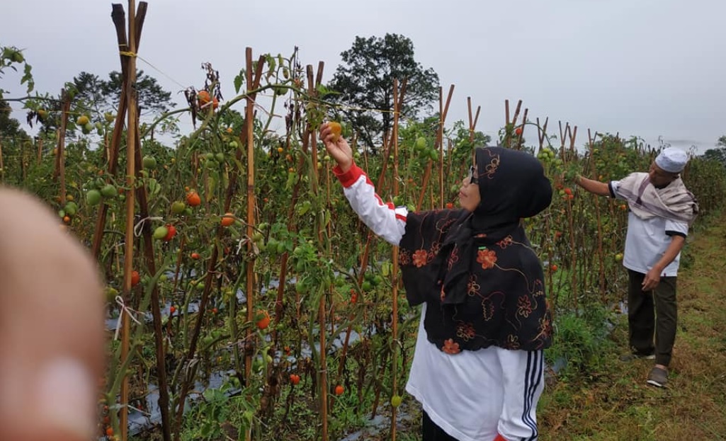 Tips Menanam Sayur di Pekarangan Rumah Bisa Menghasilkan Uang 