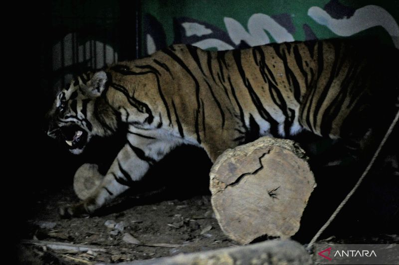 BKSDA Jambi Terlusuri Keberadaan Harimau di Gunung Raya Kerinci