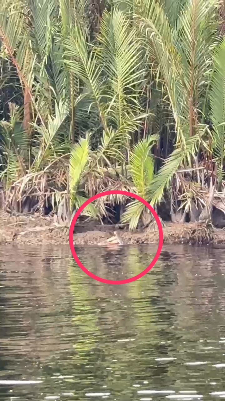 Remaja di Desa Air Hitam Laut Diduga Diterkam Buaya Saat Berenang di Sungai