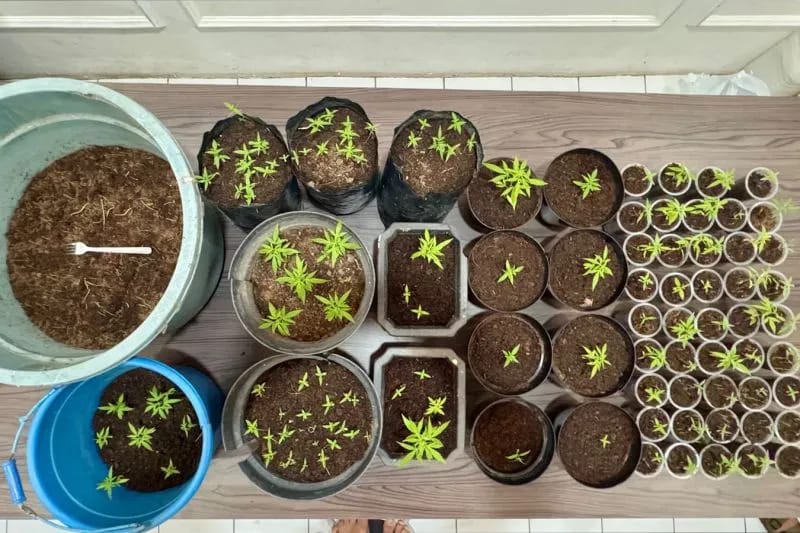 Polisi Sita Tanaman Ganja Dalam Rumah Sekdes di Bungbulang Garut