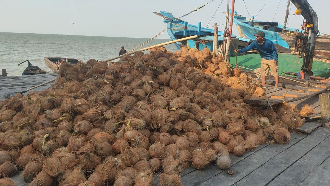 Petani Kelapa Tanjabtim Lesu, Harga Kelapa Anjlok Jadi Rp3.500/kg