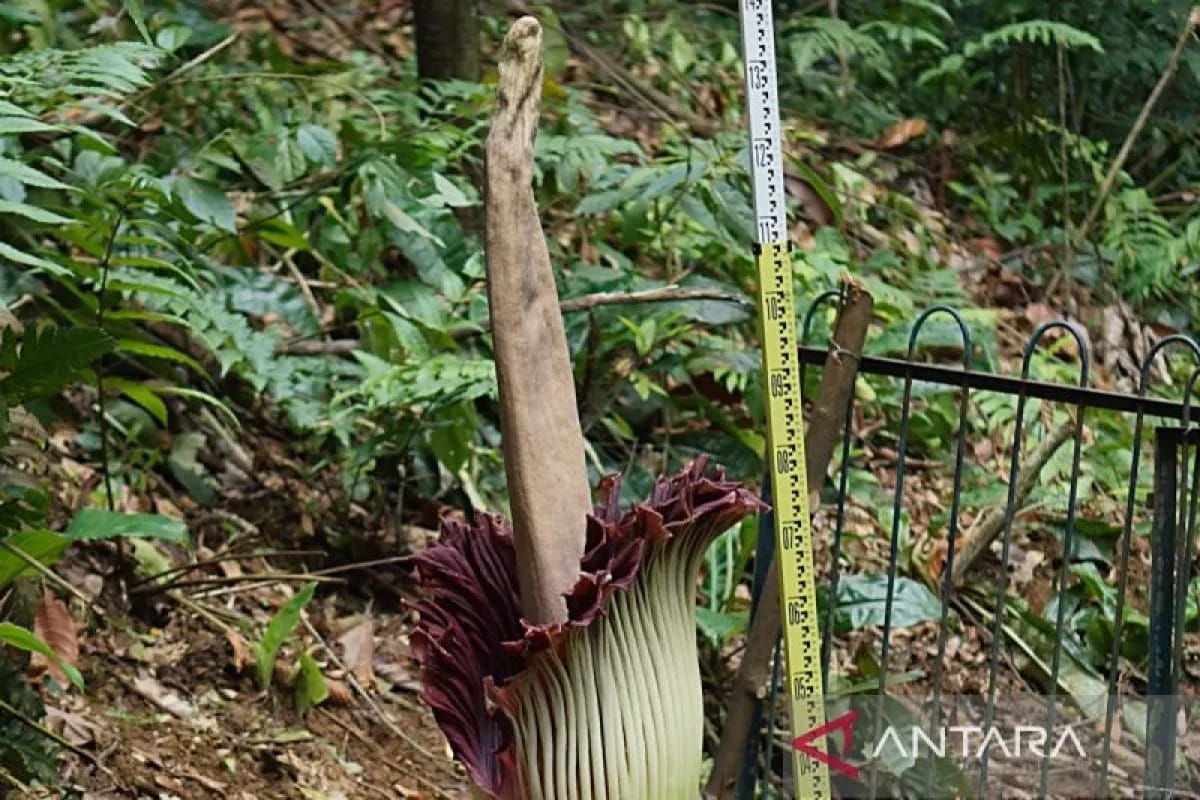 Koleksi Bunga Bangkai Raksasa Amorphopallus Titanum Mekar di Kebun Raya Bogor