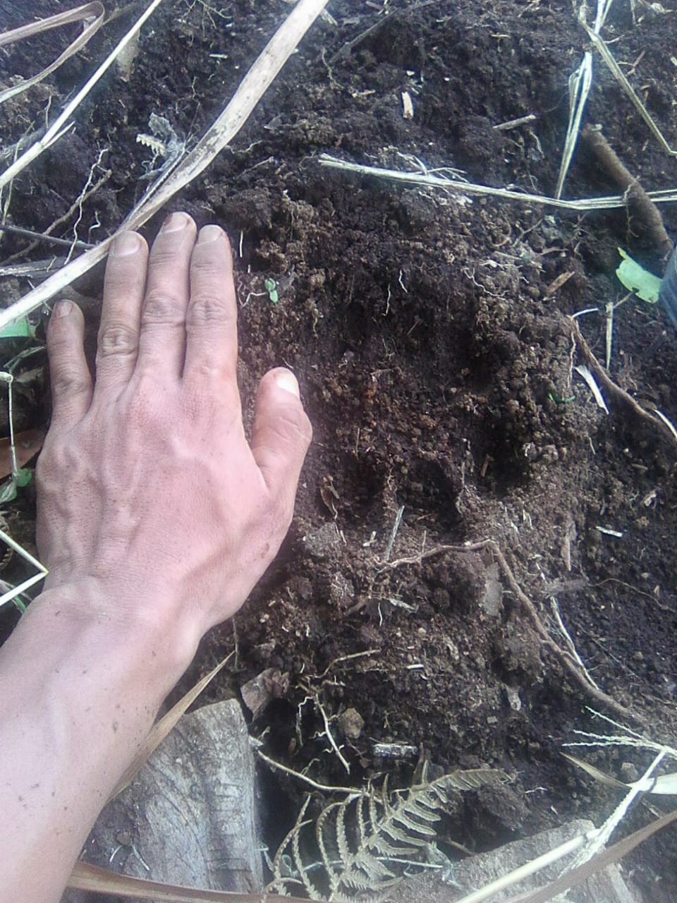 Petani Temukan Jejak Kaki Harimau di RKE, Warga Jadi Takut ke Ladang