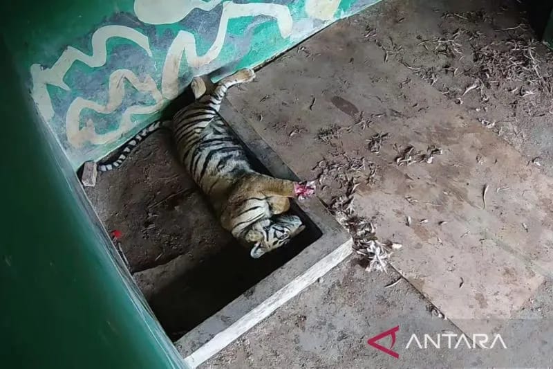 Tim BKSDA Jambi  Rawat Intensif Harimau Sumatera yang Terkena Jerat