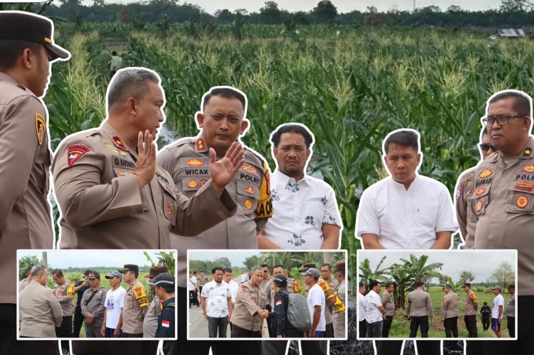 Ketahanan Pangan Jagung Dorong Optimalisasi Lahan Pertanian