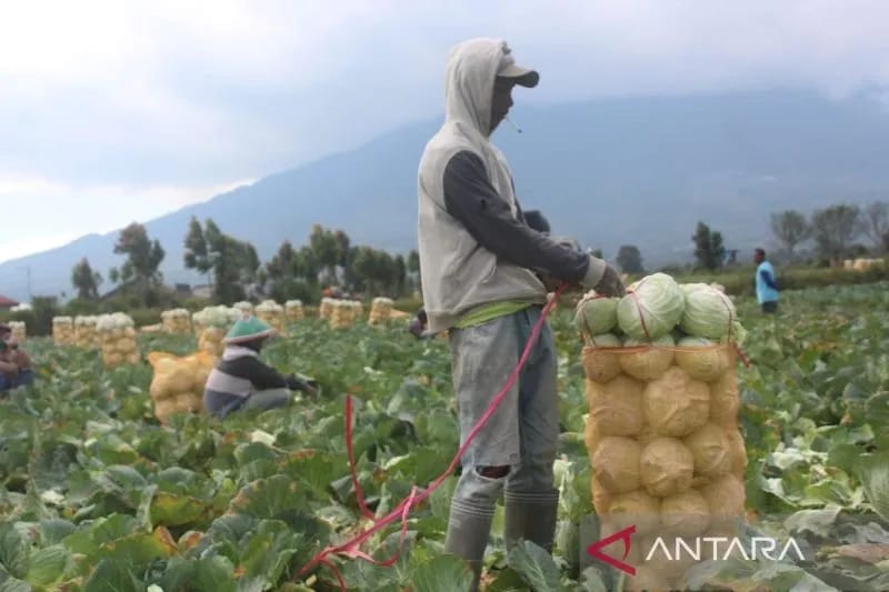 BPS Jambi: Daya Beli Petani Meningkat 13,05 Persen