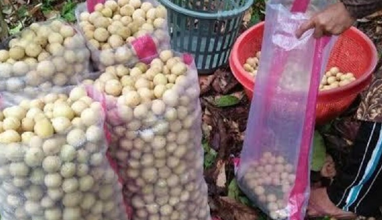 Harga Duku Anjlok, Ditingkat Petani Hanya Rp 3.500/Kg