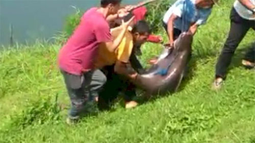 Viral Ikan Patin Seukuran Kambing Terjaring di Danau Lido Bogor