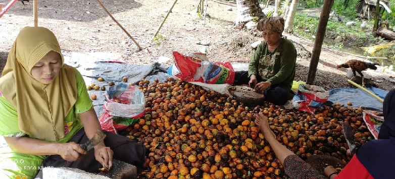 Harga Pinang di Tanjabtim Kembali Melonjak Jadi Segini