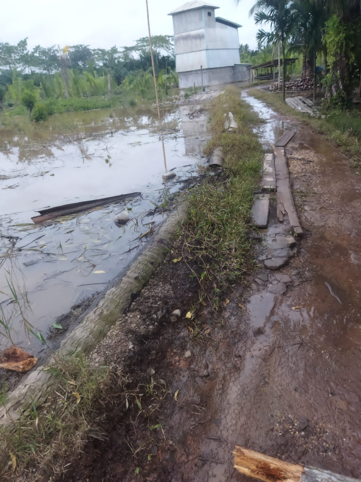 Tanggul di Teluk Majelis Rusak Parah, Warga Keluhkan Kualitas Hasil Perkebunan Kurang Baik