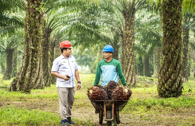 Alhamdulillah! Harga TBS Sawit Jambi Naik Rp 76/Kilogram, Berikut Daftar Harga 21-27 Maret 2025