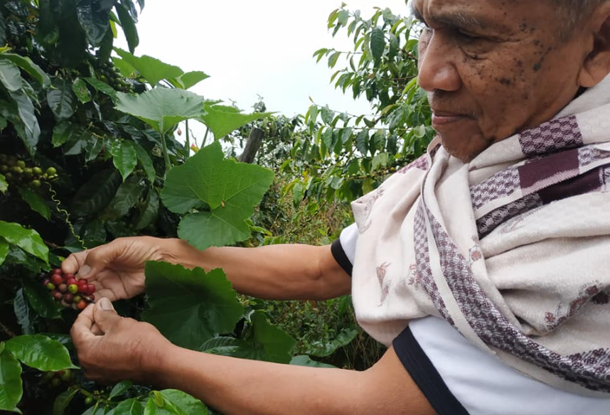 Lampung Penghasil Kopi Nomor 2 Terbesar Indonesia, Sumsel  dan Jateng Nomor Berapa? 