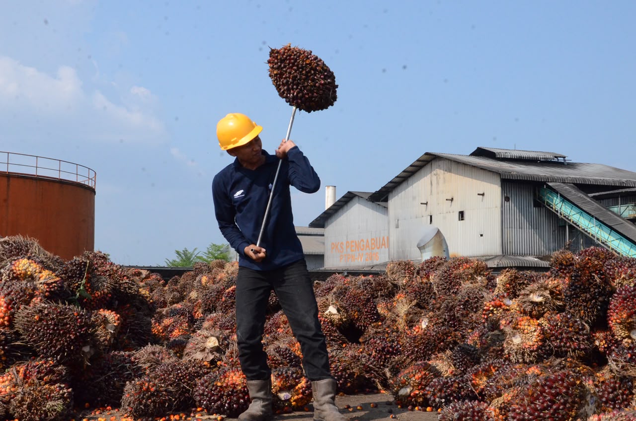 Harga TBS Sawit Dharmasraya 13 Agustus 2026,  Tertinggi Rp4.045/Kg, Terendah Rp3.180/Kg, Ini Rinciannya
