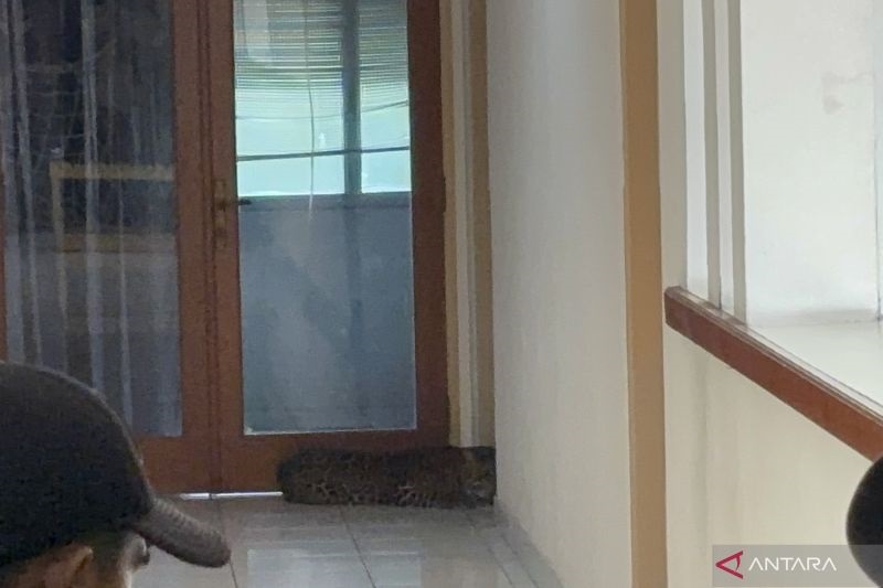 Geger! Macan Tutul Masuk Hotel di Bandung, Posisi di Lantai 2 Depan Kamar
