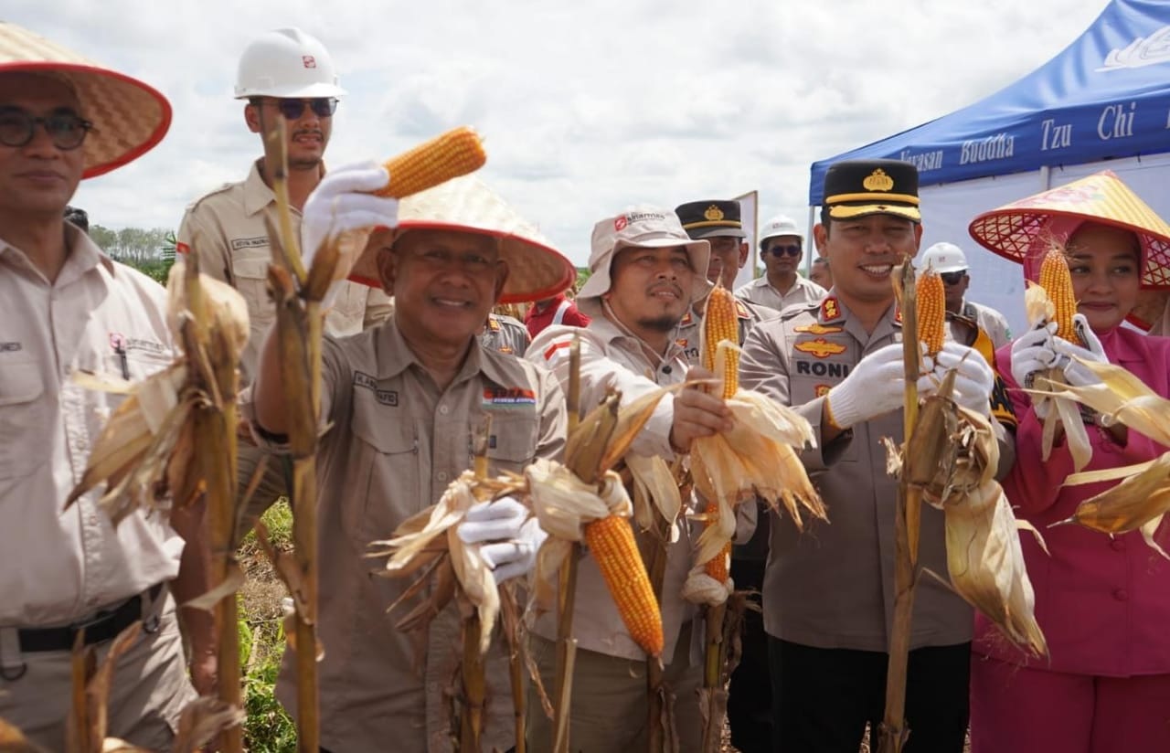Wabup Merangin dan Kapolres Panen Raya Jagung di Kebun KDA
