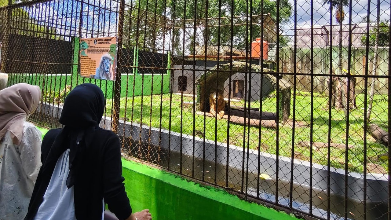 Pengunjung Tama Rimba Zoo Meningkat Jadi 300 Orang Perhari, Sejak Ada 2 Satwa Baru