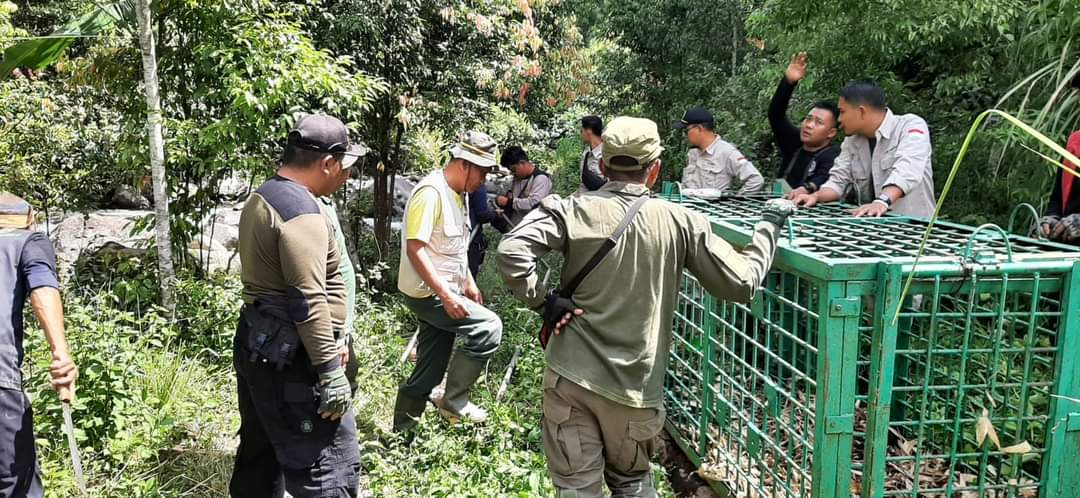 Tiga Perangkap Harimau Dipasang di Renah Kayu Embun Sungai Penuh