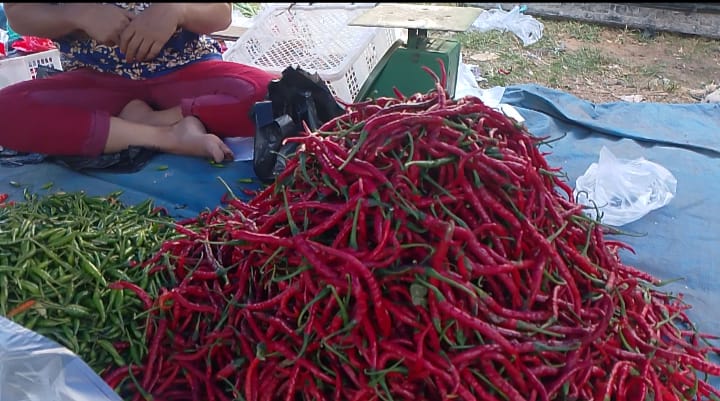 Harga Cabai di Tanjabtim Anjlok, Pasokan Melimpah