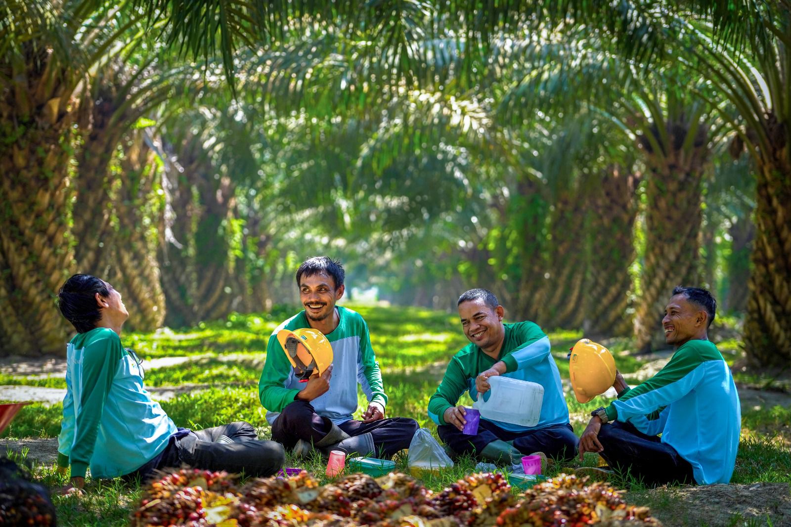  Harga TBS Sawit Aceh Periode 21 Mei -9 Juni 2026 Tertinggi Rp3.689/Kg, Berikut Daftar Harganya